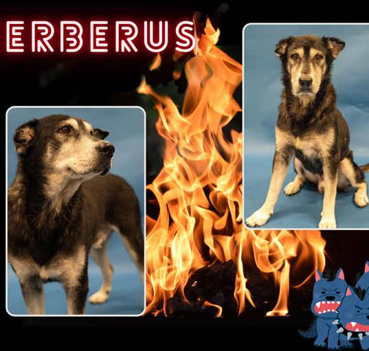 Photo of CERBERUS