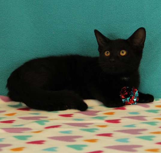 Photo of Oscar: Visit me at Elkhart PetSmart!