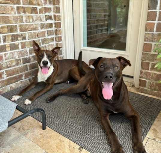 Photo of Chip and Bosco