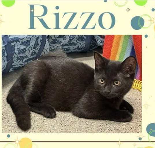 Photo of Rizzo