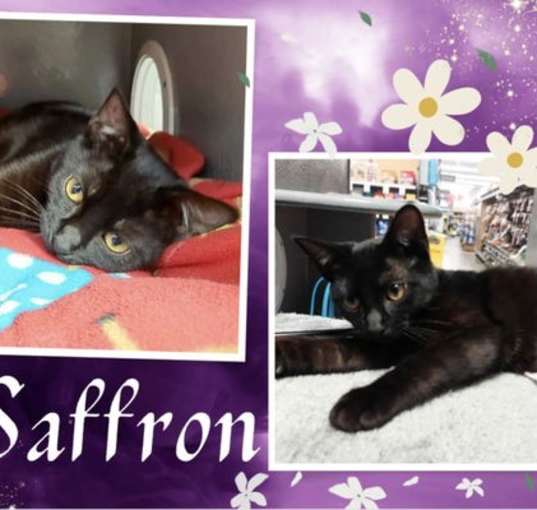 Photo of Saffron