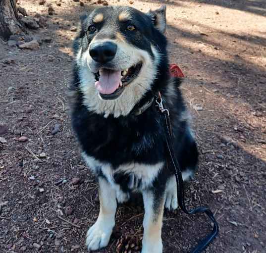 Photo of Henry - Looking for my forever friend! Sweet guy! Adopt $50!