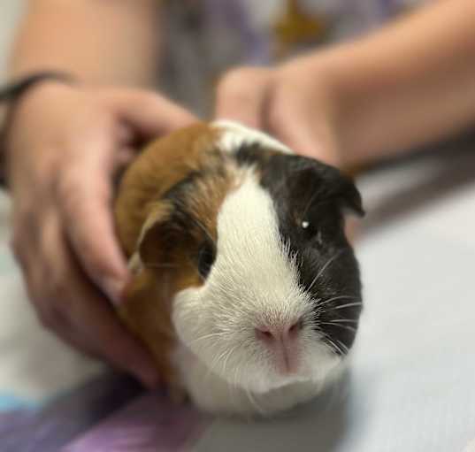 Photo of Snowball and Smores $100