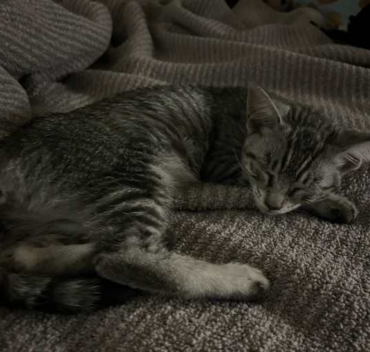 Photo of Iris