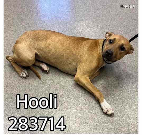 Photo of HOOLI