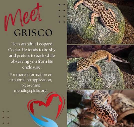 Photo of Grisco