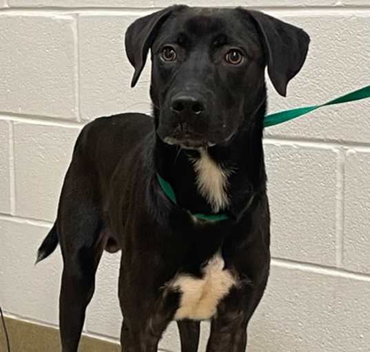 Photo of Dapper Doggo