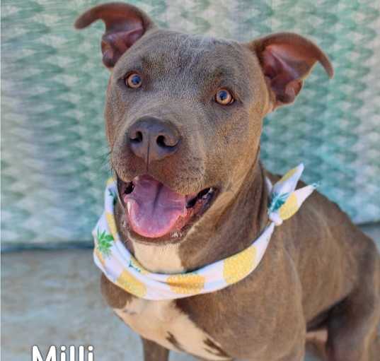 Photo of Milli