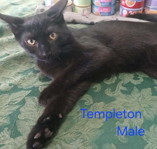 Photo of Templeton