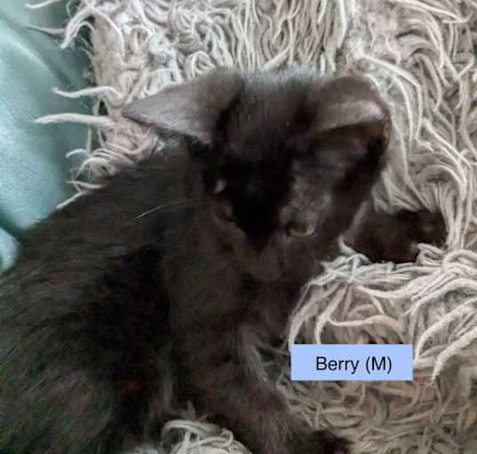 Photo of Berry