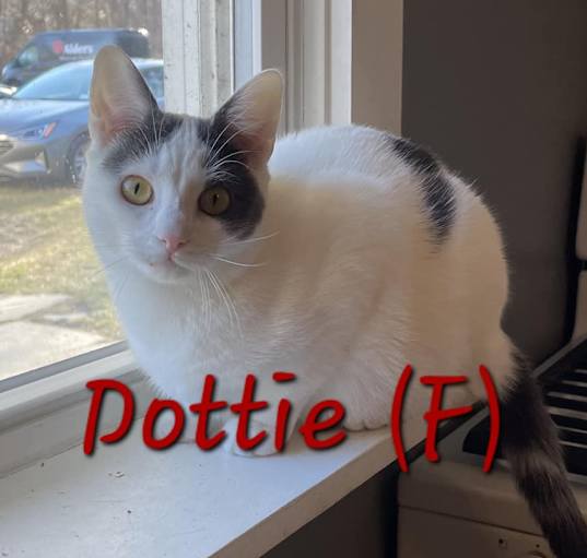 Photo of Dottie