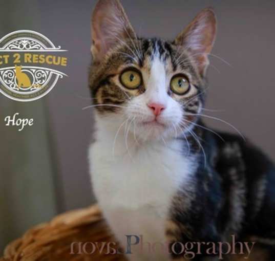 Photo of Hope (Purrcy)