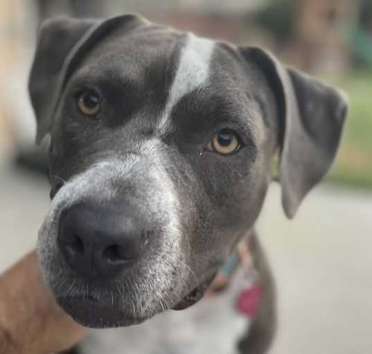 Photo of GREYCIE