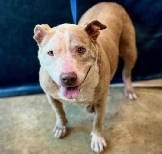 Photo of Joy A1634629