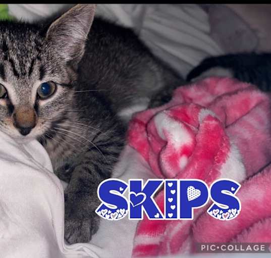 Photo of Skips