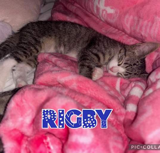 Photo of Rigby