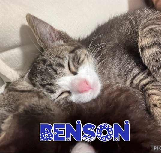 Photo of Benson