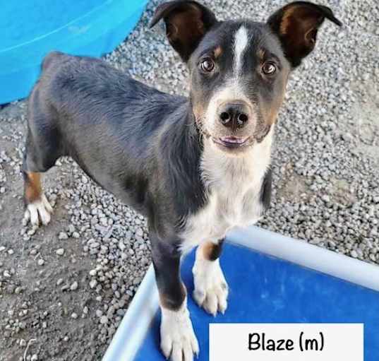 Photo of Blaze