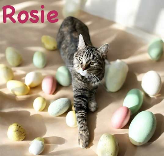 Photo of Rosie