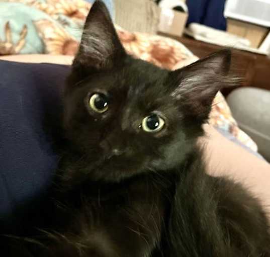 Photo of LITTLE BEAR the Kitten