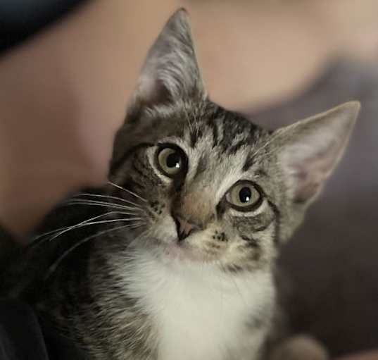 Photo of FRITZ the Kitten