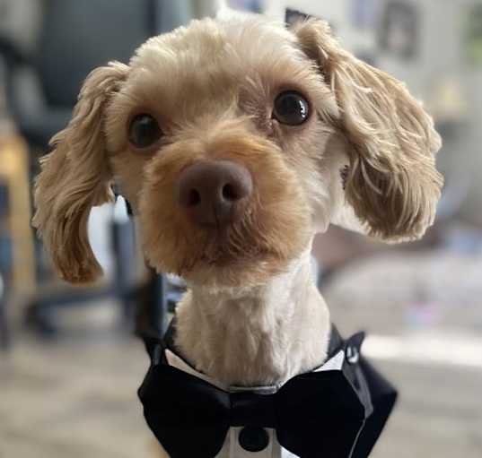 Photo of Rusty Poodle