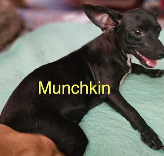 Photo of MUNCHKIN