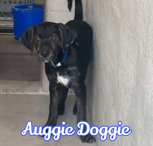 Photo of Auggie Doggie