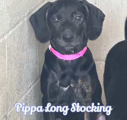 Photo of Pippa Long Stocking