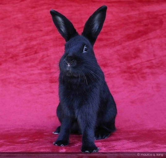 Photo of Jafar (part of bonded pair)