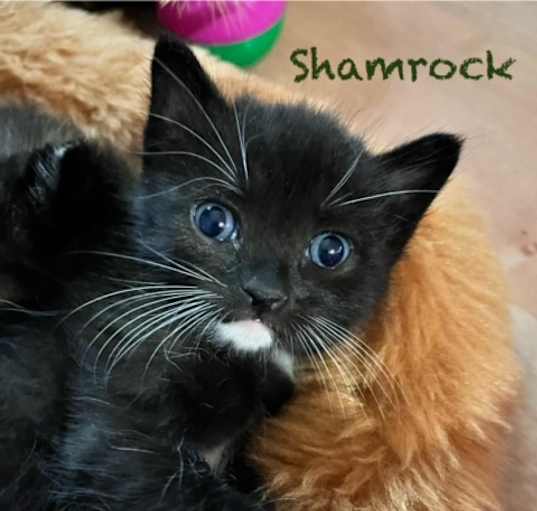 Photo of Shamrock