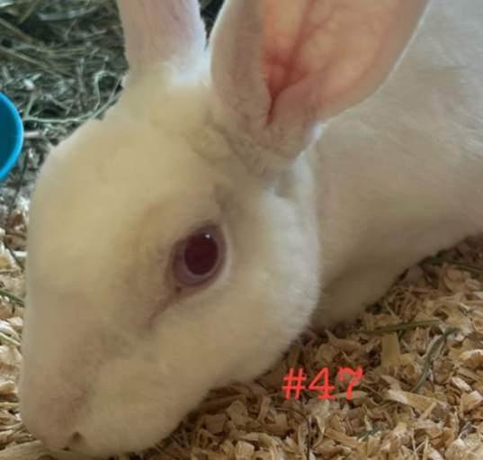 Photo of Rabbit 47