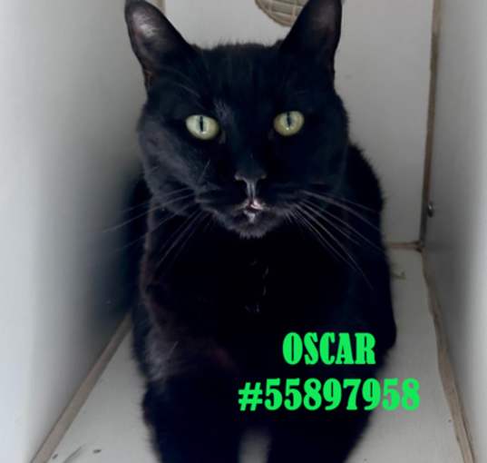 Photo of Oscar