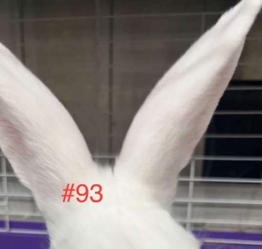 Photo of Rabbit 93