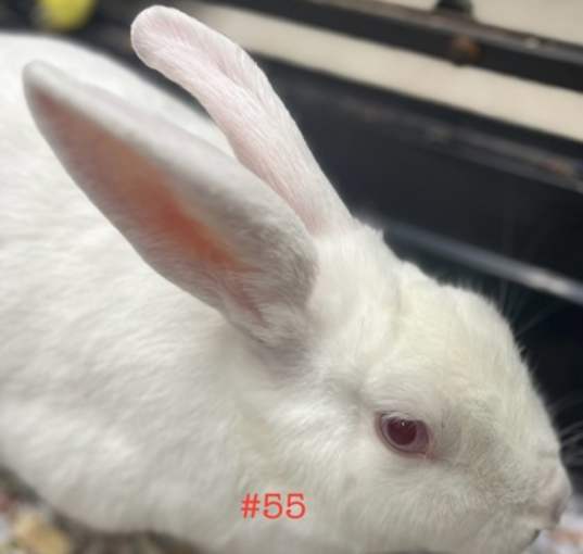 Photo of Rabbit 55