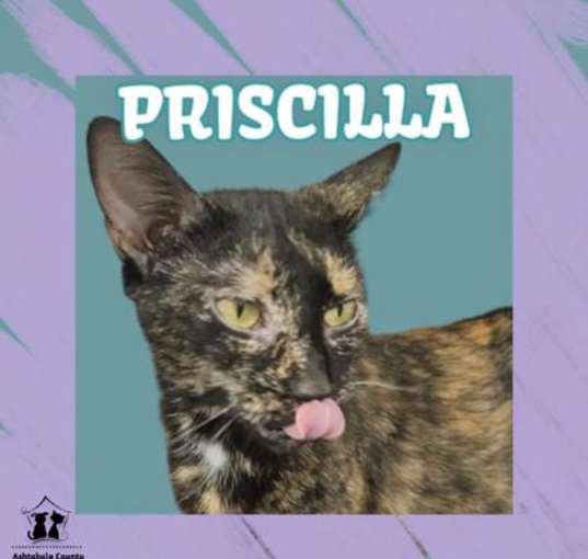 Photo of Priscilla