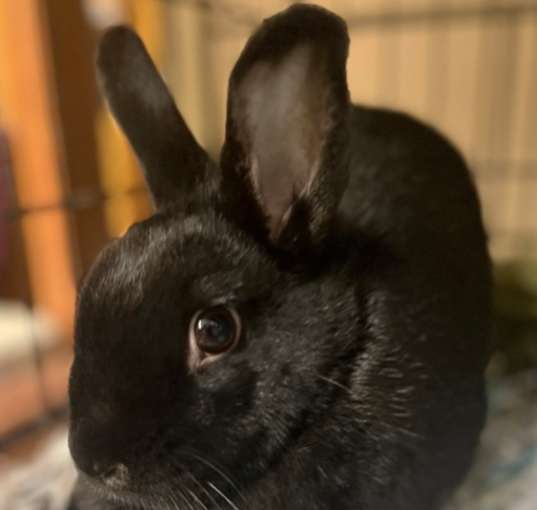 Photo of Rabbit 39