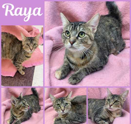 Photo of Raya