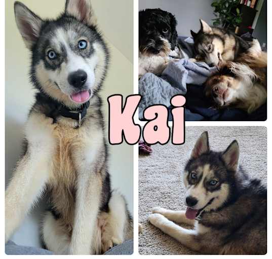 Photo of Kai - In Foster Home - Call for Appt