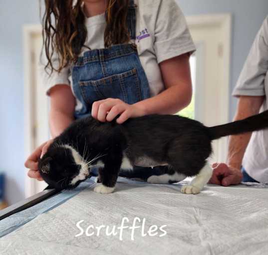 Photo of Scruffles Bowers