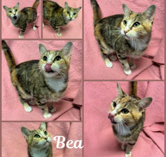 Photo of Bea