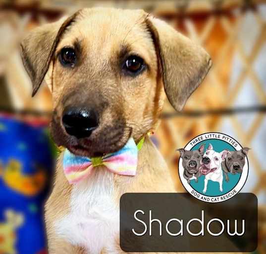 Photo of Shadow Famous Doggy