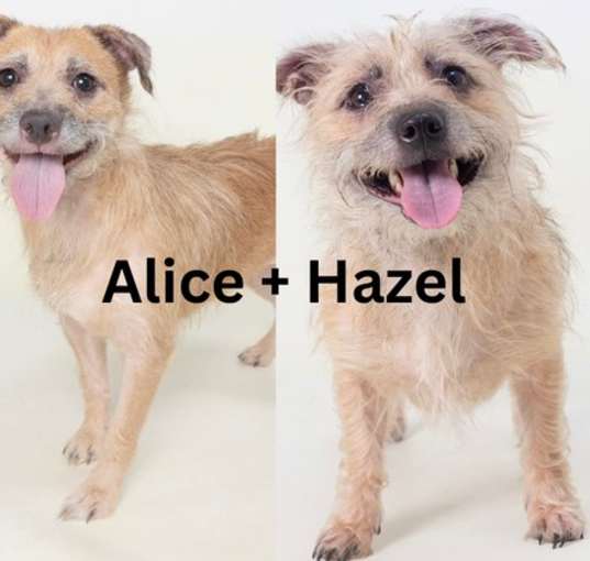 Photo of Alice + Hazel