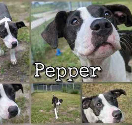 Photo of Pepper