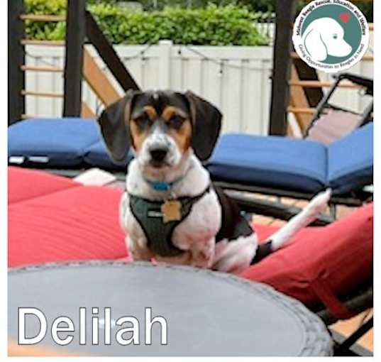 Photo of Delilah