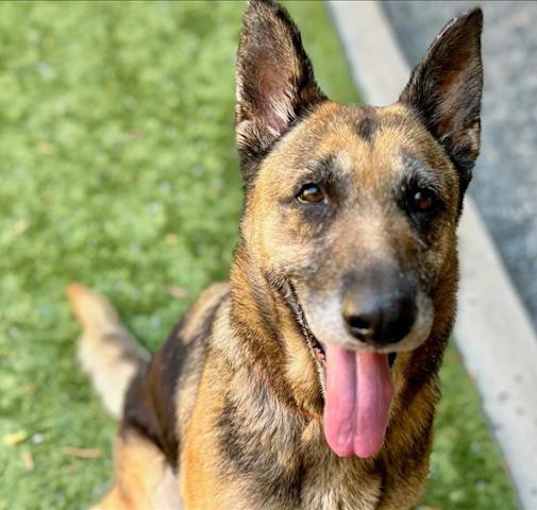 Photo of NEED A NEW FOSTER OR ADOPT ME