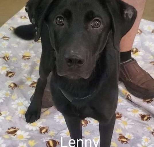 Photo of Lenny - M