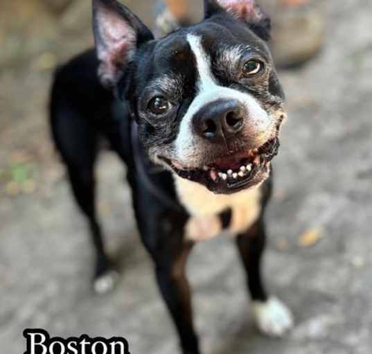 Photo of Boston Max