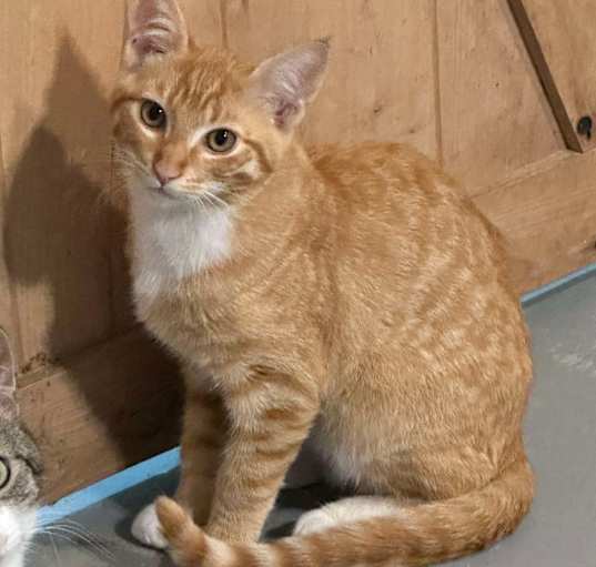 Photo of Joe (Toffee 1st litter)