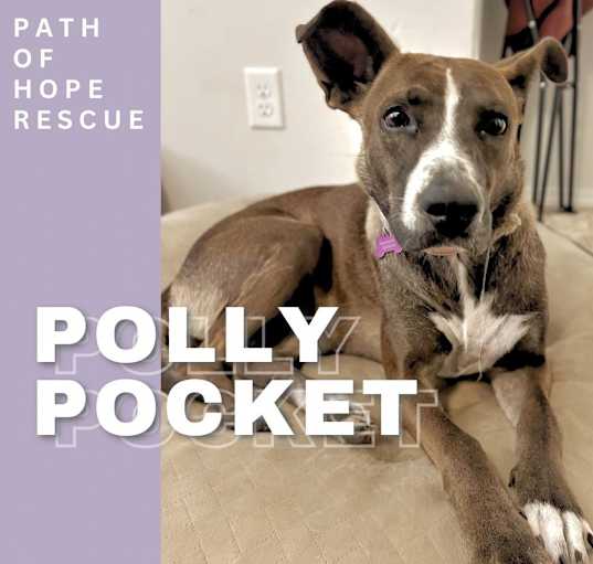 Photo of Polly Pocket